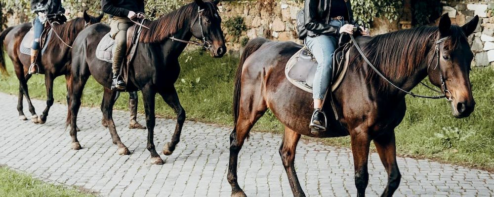 Three horses walking on a cobbled lane beside a stone wall